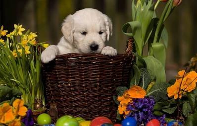 Ostern mit dem Hund
