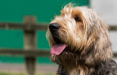 Otterhund mit zotteligem Fell und heraushängender Zunge sitzt entspannt im Freien.