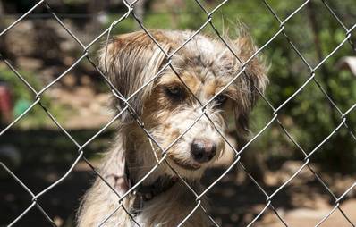 Patenschaft für einen Hund aus dem Tierheim