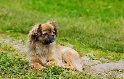 Pekinese