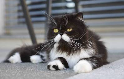 Perserkatze - verschmuster Liebling