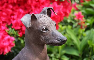 Peruanischer Nackthund