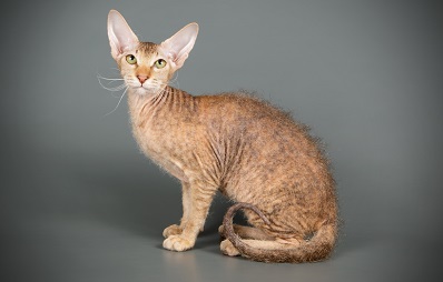 Peterbald