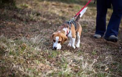 Pettrailing - Hilfe für vermisste Haustiere