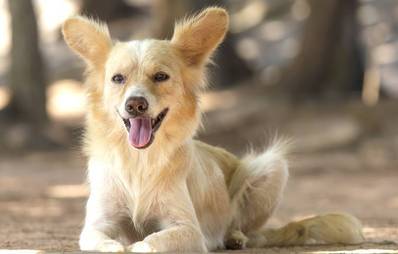 Pflegehund aufnehmen