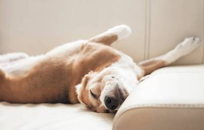 Pheromone für Hunde