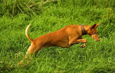 Podenco Canario