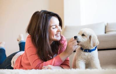 Die Dogzbox - Überraschung für Hunde