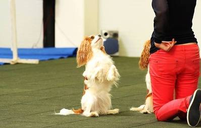 Pro & Contra: Dog Dancing