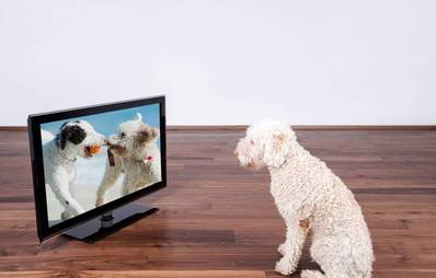 Pro & Contra: Dog TV - Fernsehen für Hunde