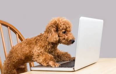 Pro & Contra: Facebook für Tiere