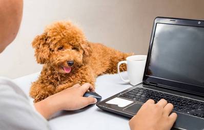 Pro & Contra: Hund im Büro