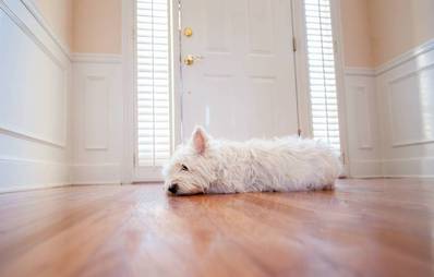 Pro & Contra: Hund trotz Vollzeitjob