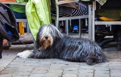 Pro & Contra: Den Hund überallhin mitnehmen