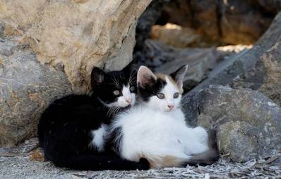 Pro & Contra: Kastrationspflicht für Freigänger-Katzen