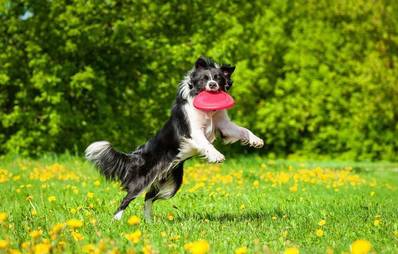 Pro & Contra: Kunststückchen für den Hund