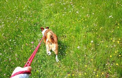 Pro & Contra: Leinenpflicht in der Brut - und Setzzeit