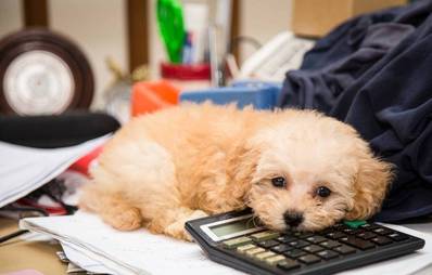 Pro & Contra: Studieren mit Hund