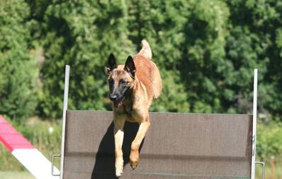 Pro & Contra: Turnierhundesport