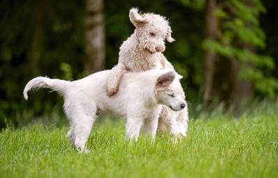 Pubertät bei Hunden