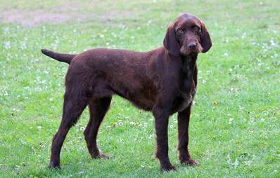 Pudelpointer (Hunderasse)