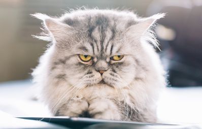 Qualzucht bei Katzen