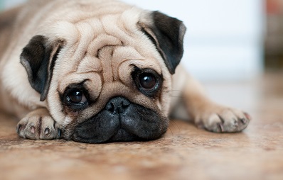 Qualzucht bei Hunden