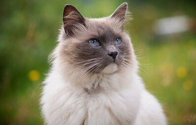 Ragdoll Katze