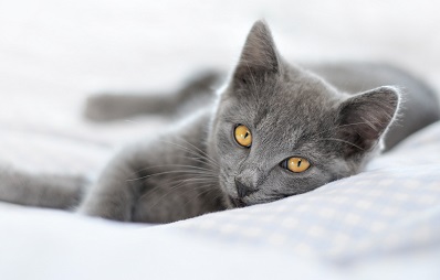 Rassekatzen kaufen: Seriöse Züchter