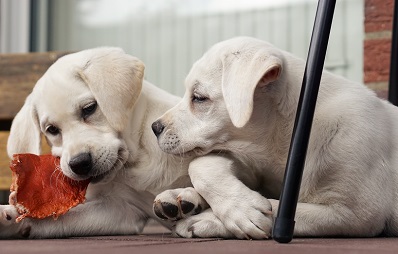 Ressourcenverteidigung beim Hund