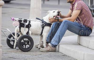 Richtiger Umgang Hunde und Katzen mit Behinderung