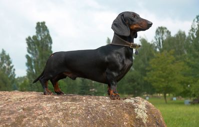 Rückenprobleme beim Hund vermeiden