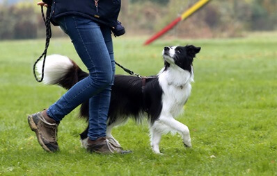 Sachkundenachsweis für Hunde