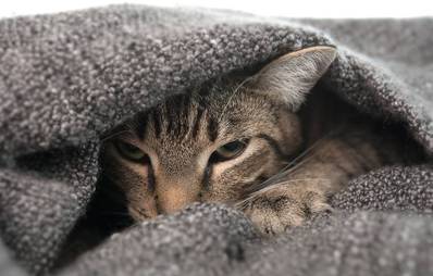 Scheuen Katzen die Angst nehmen