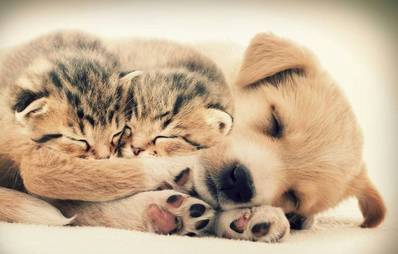 Schlafbedarf eines Hundes