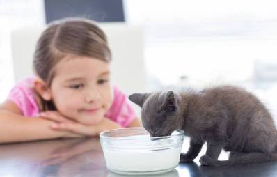 Schleckermaul Mahl Katze