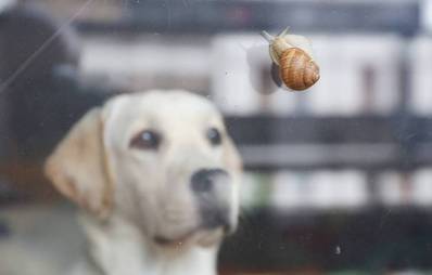 Schnecken - tödliche Gefahr für Hunde und Katzen