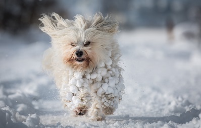 Schneeklumpen im Hundefell