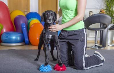 Schnell wieder gesund durch Hundephysiotherpie