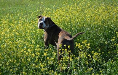 Schwanzwedeln beim Hund: Immer ein positives Signal?