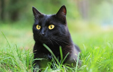 Schwarze Katze mit gelben Augen liegt im Gras