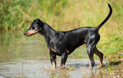 Schwimmen lernen - So wird Ihr Vierbeiner zur Wasserratte