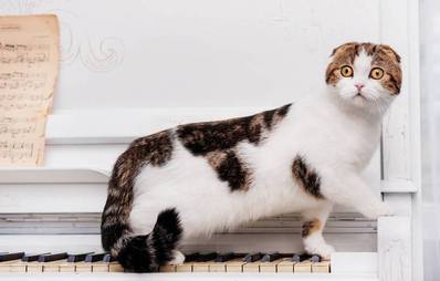 Schottische Faltohrkatze