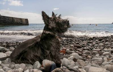 Scottish Terrier