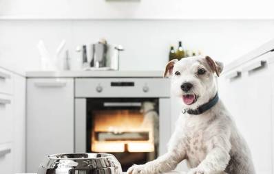 Selbst kochen für Ihren Vierbeiner