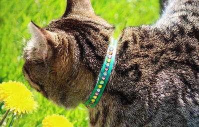Sichere Katzenhalsbänder selbst gemacht