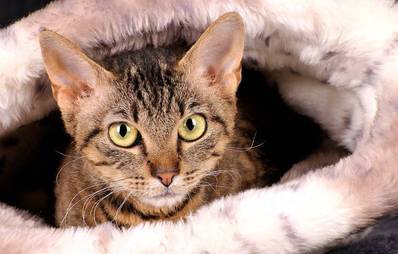 Sind Katzenkörbchen sinnvoll?