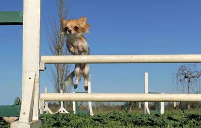 Sind kleine Hunde gesünder?