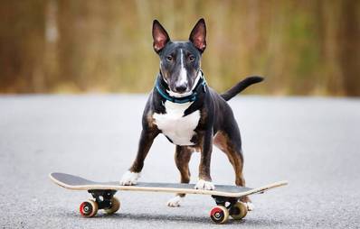 Skateboarden für Hunde