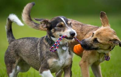 Spielzeug für Hunde